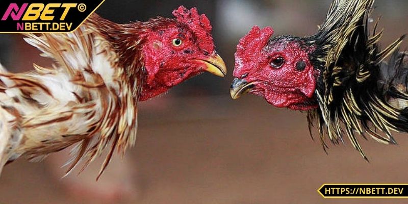 Đá Gà NBET - Đỉnh Cao Kịch Tính Hấp Dẫn Chỉ Có Tại Nhà Cái 8 Bảo mật tuyệt đối khi anh em tham gia chơi