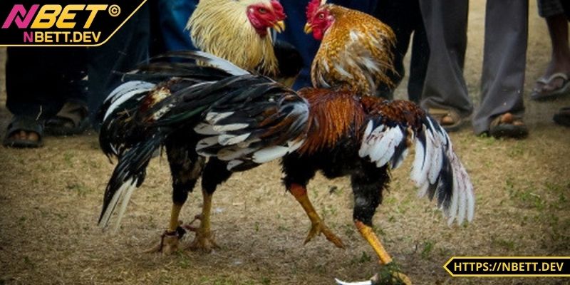 Đá Gà NBET - Đỉnh Cao Kịch Tính Hấp Dẫn Chỉ Có Tại Nhà Cái 7 Anh em có thể xem trực tiếp với chất lượng cao