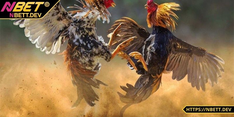 Đá Gà NBET - Đỉnh Cao Kịch Tính Hấp Dẫn Chỉ Có Tại Nhà Cái 5 Đá gà NBET được hiểu như thế nào?