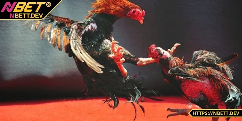 Đá Gà NBET - Đỉnh Cao Kịch Tính Hấp Dẫn Chỉ Có Tại Nhà Cái 6 Tỷ lệ cược siêu hấp dẫn cho bet thủ
